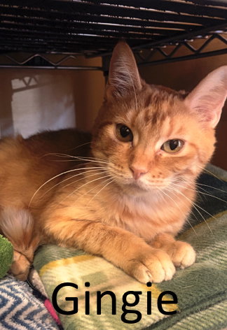 picture of the cat needing adoption