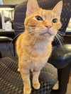 Gingie - Photo 2