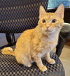 Gingie - Photo 3