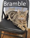 adoptable Cat in Mountain View, AR named Bramble