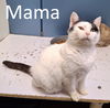 adoptable Cat in mountain view, MO named Mama
