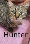 adoptable Cat in mountain view, MO named Hunter