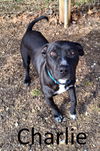 adoptable Dog in Mountain View, AR named Charlie