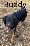adoptable Dog in Mountain View, AR named Buddy