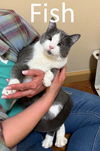 adoptable Cat in Mountain View, AR named Fish