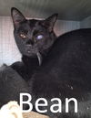 adoptable Cat in Mountain View, AR named Bean