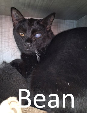 Bean