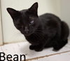 Bean - Photo 3
