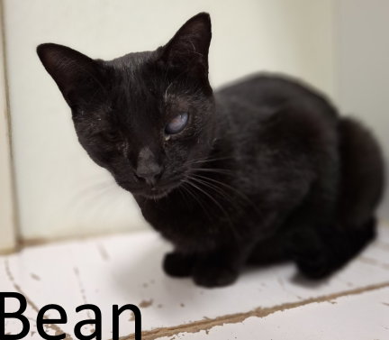 picture of the cat needing adoption