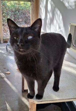 BEAN - Domestic Medium Hair available for adoption