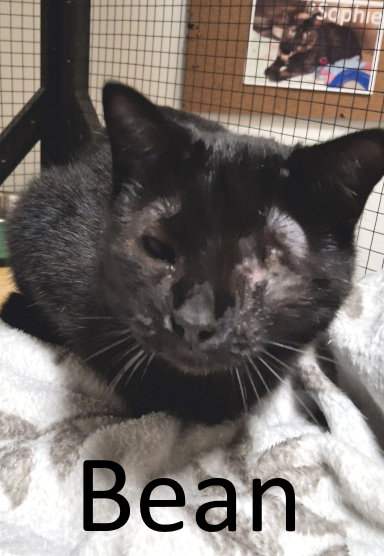 picture of the cat needing adoption