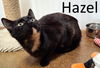 adoptable Cat in mountain view, MO named Hazel