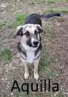 adoptable Dog in Mountain View, AR named Aquilla