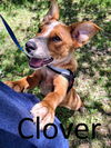 adoptable Dog in Mountain View, AR named Clover