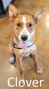 adoptable Dog in Mountain View, MO named Clover