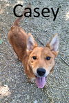 adoptable Dog in Mountain View, AR named Casey