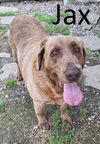 adoptable Dog in mountain view, MO named Jax