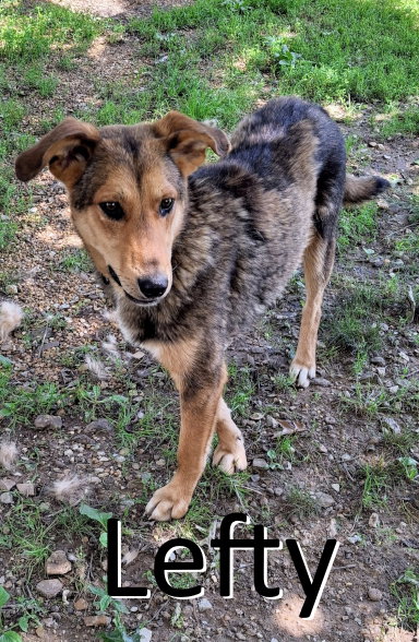 LEFTY - Shepherd / Hound available for adoption