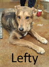 adoptable Dog in mountain view, MO named Lefty