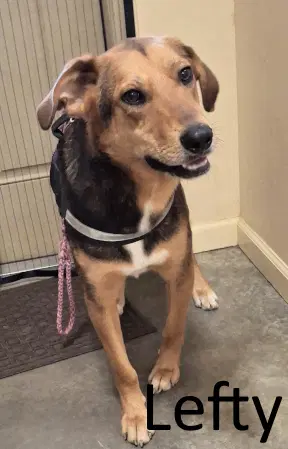 Lefty - Shepherd