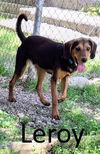 adoptable Dog in mountain view, MO named Leroy