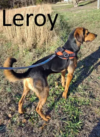 Leroy image 2