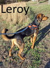 Leroy - Photo 1