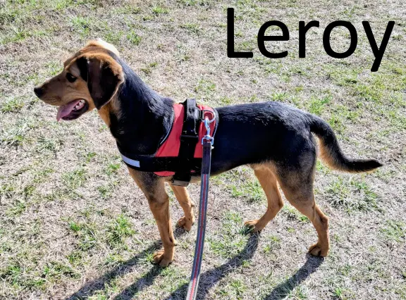 Leroy - Black and Tan Coonhound