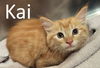 adoptable Cat in  named Kai
