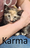 Karma - Photo 6