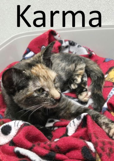 adoptable Cat in Mountain View, AR named Karma