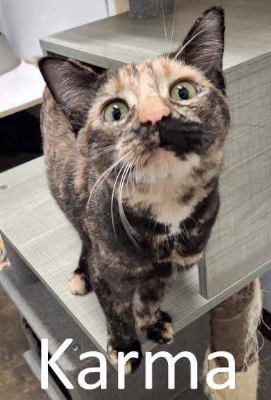 picture of the cat needing adoption