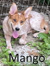 adoptable Dog in mountain view, AR named Mango