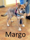adoptable Dog in  named Margo