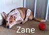 adoptable Dog in  named Zane