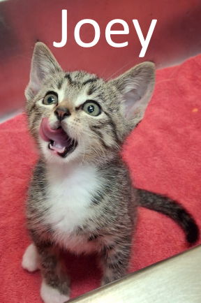 adoptable Cat in Mountain View, AR named Joey