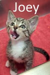 adoptable Cat in mountain view, MO named Joey