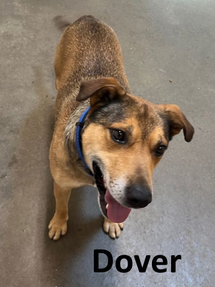adoptable Dog in Mountain View, AR named Dover