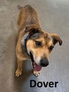 adoptable Dog in Mountain View, MO named Dover