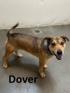 Dover - Photo 5