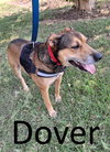 Dover - Photo 3