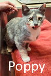 adoptable Cat in  named Poppy