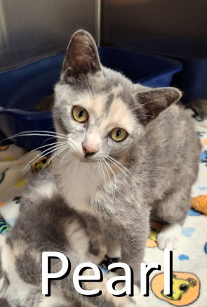 adoptable Cat in Mountain View, AR named Pearl
