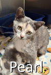 adoptable Cat in  named Pearl