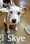 adoptable Dog in  named Skye