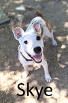 adoptable Dog in  named Skye