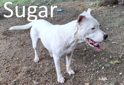 adoptable Dog in Mountain View, AR named Sugar