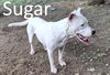 adoptable Dog in  named Sugar