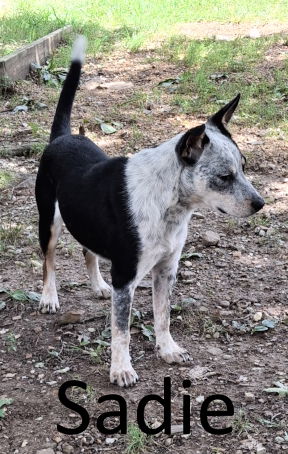adoptable Dog in Mountain View, AR named Sadie