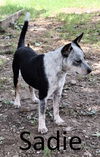adoptable Dog in  named Sadie